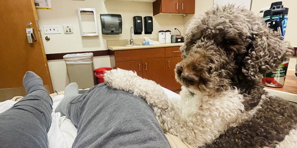 Service dog laying on hospital bed with handler